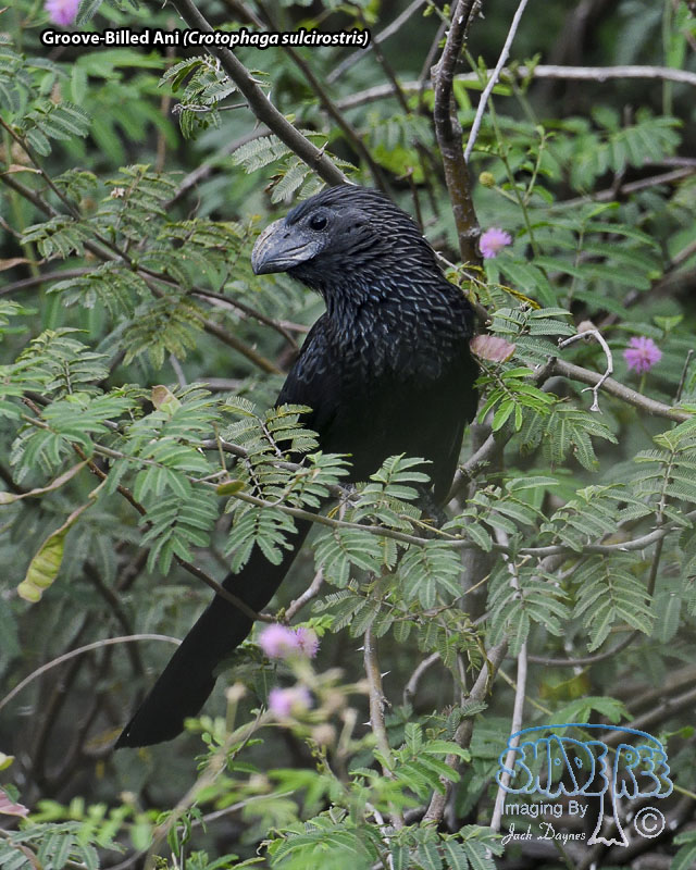 Groove-Billed Ani - Crotophaga sulcirostris