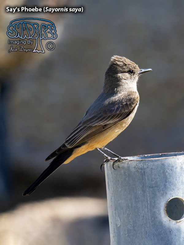 Say's Phoebe - Sayornis saya