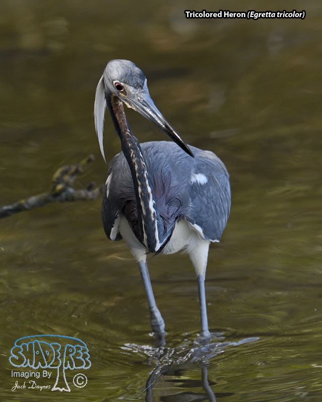 Tricolored Heron - Egretta tricolor