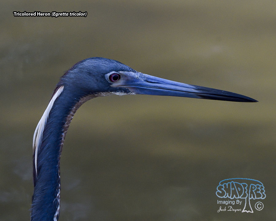 Tricolored Heron - Egretta tricolor