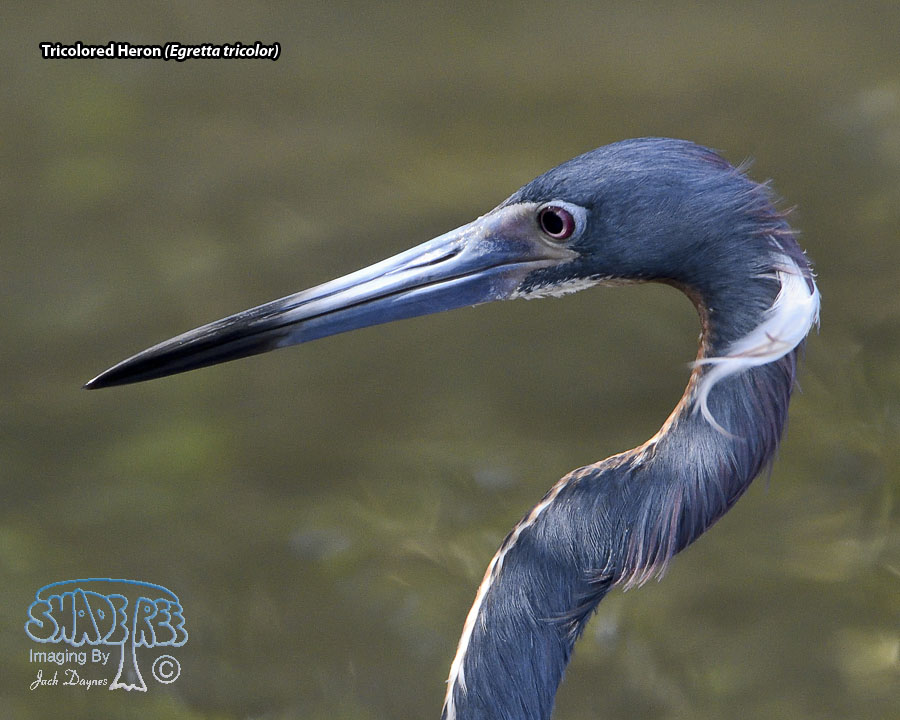 Tricolored Heron - Egretta tricolor