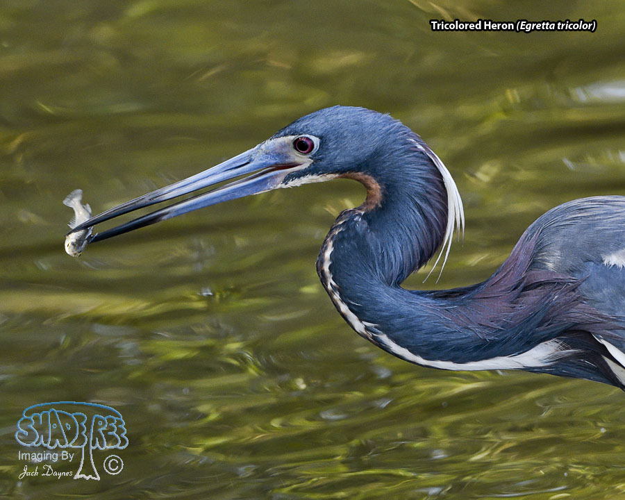 Tricolored Heron - Egretta tricolor