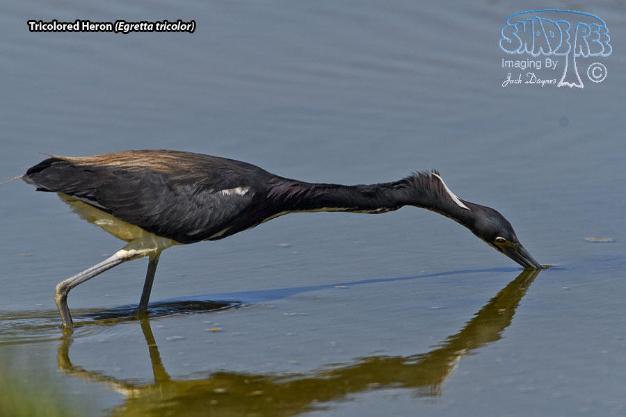 Tricolored Heron - Egretta tricolor