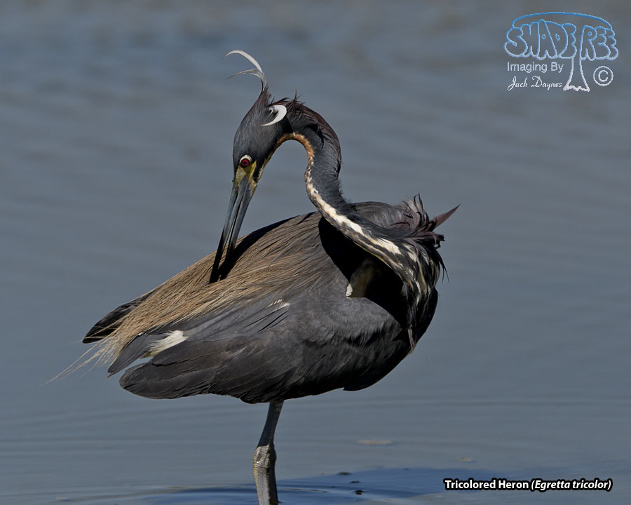 Tricolored Heron - Egretta tricolor