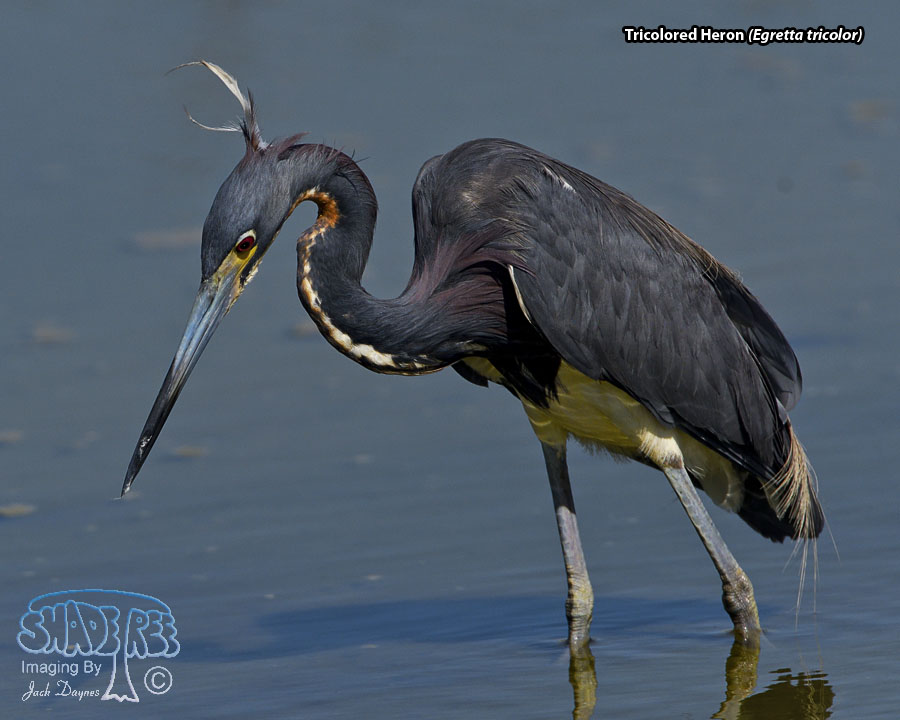 Tricolored Heron - Egretta tricolor