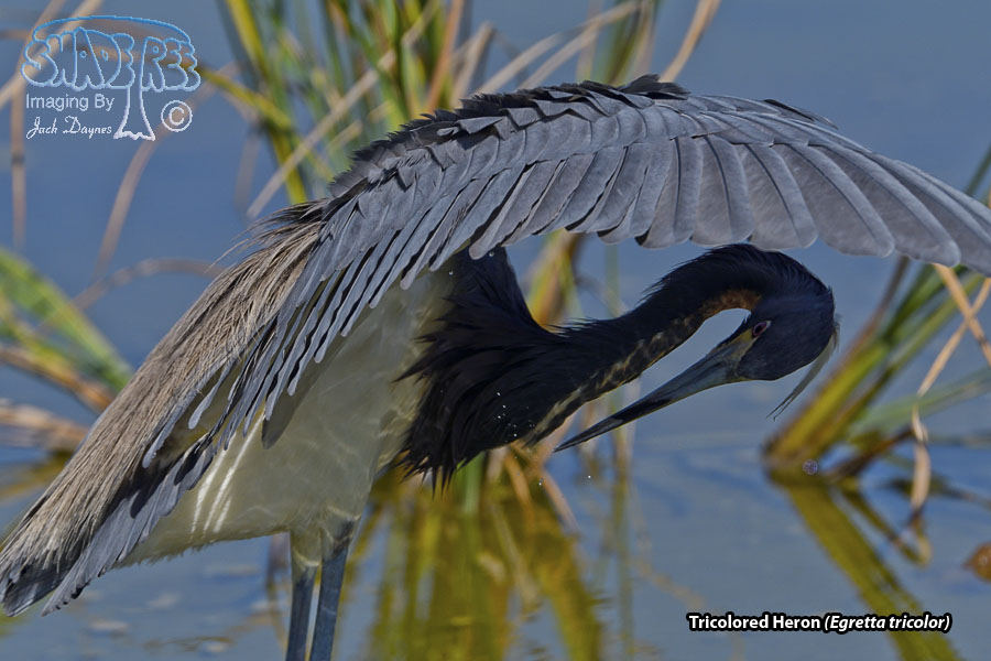 Tricolored Heron - Egretta tricolor