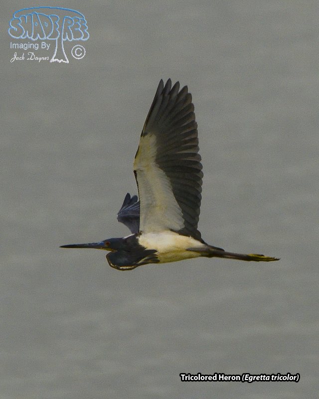 Tricolored Heron - Egretta tricolor