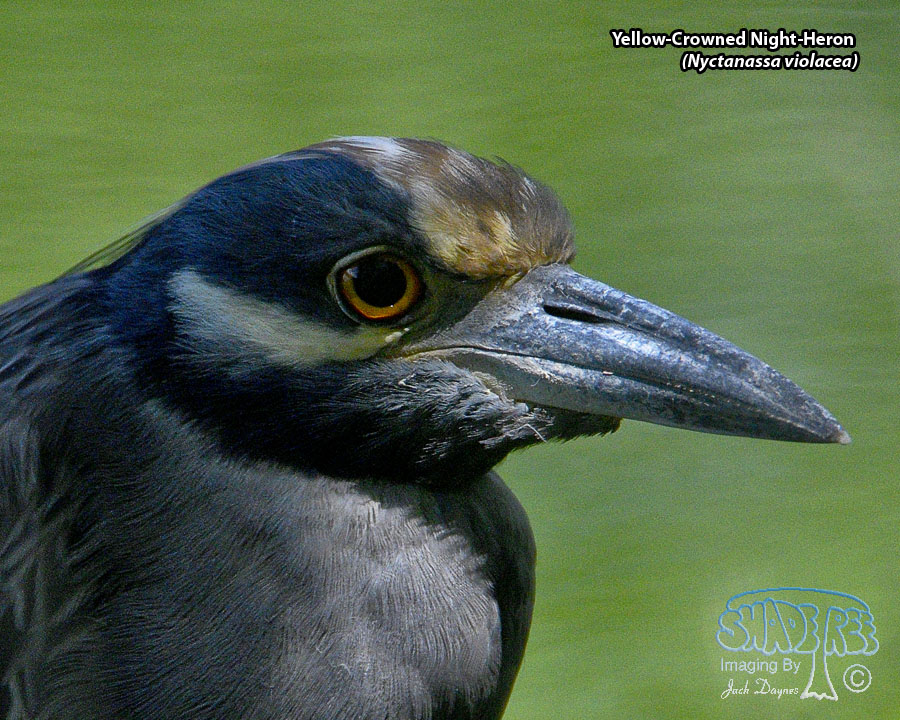 Yellow-Crowned Night-Heron - Nyctanassa violacea