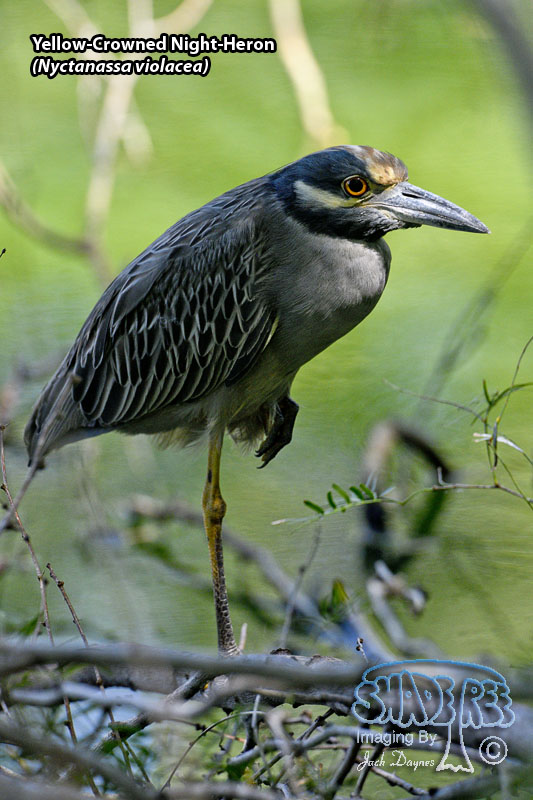 Yellow-Crowned Night-Heron - Nyctanassa violacea