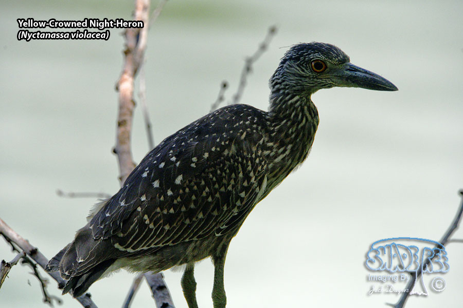 Yellow-Crowned Night-Heron - Nyctanassa violacea