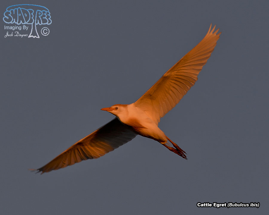 Cattle Egret - Bubulcus ibis