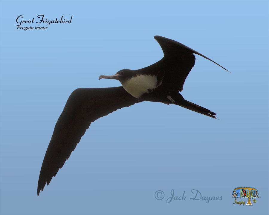 Great Frigatebird - Fregata minor