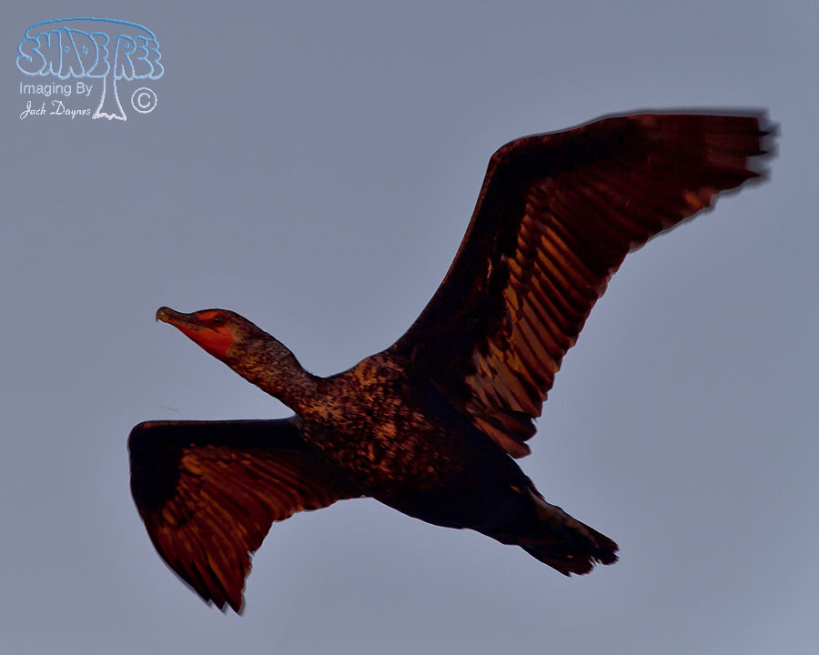 Double-Crested Cormorant - Phalacrocorax auritus