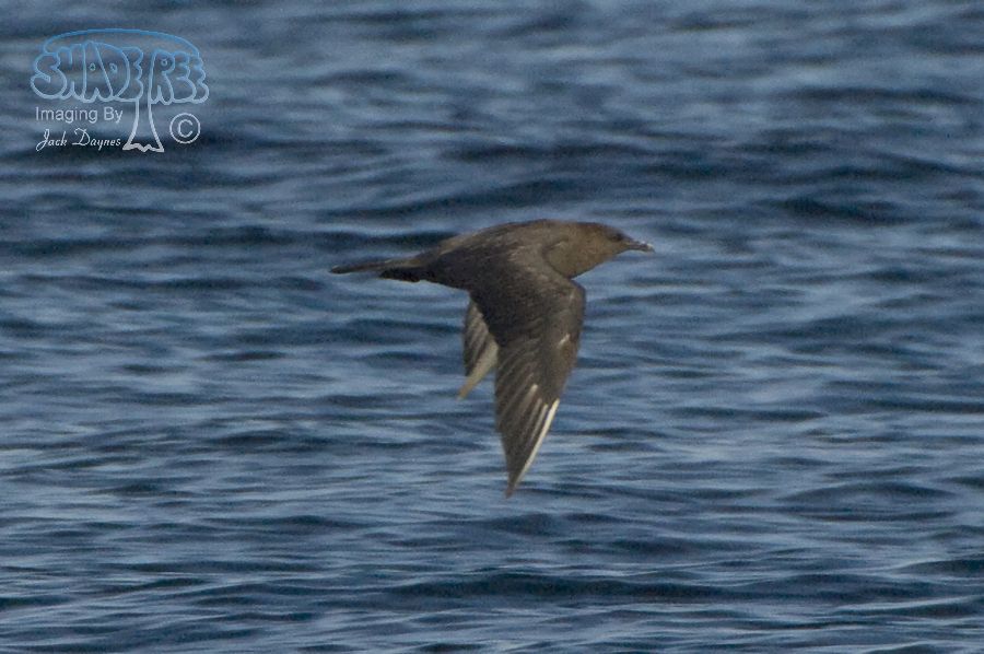 Pomarine Jaeger - Stercorarius pomarinus