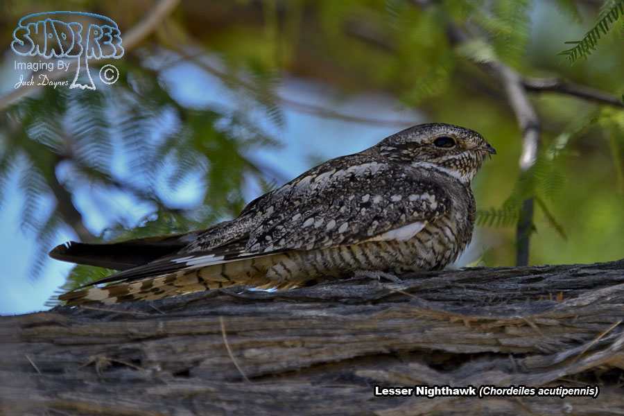 Lesser Nighthawk - Chordeiles acutipennis