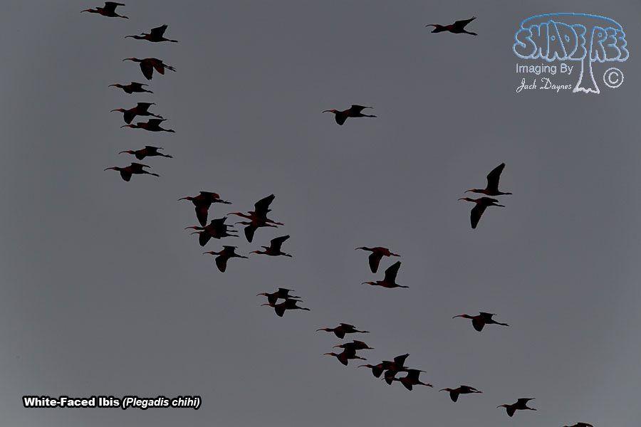 White-Faced Ibis - Plegadis chihi