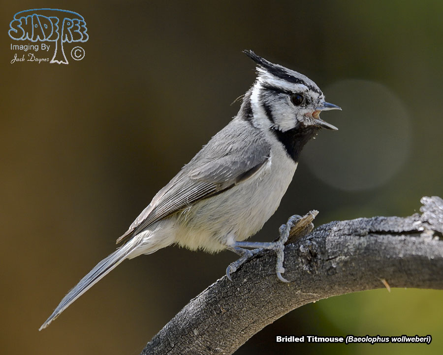 Bridled Titmouse - Baeolophus wollweberi