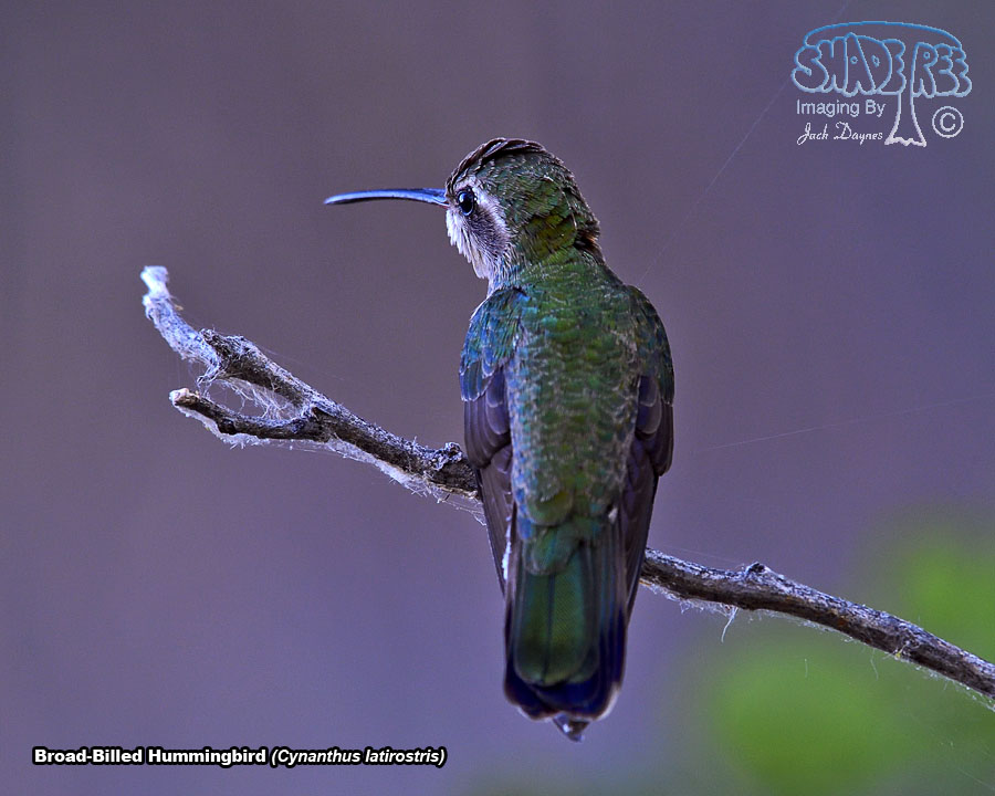 Broad-Billed Hummingbird - Cynanthus latirostris