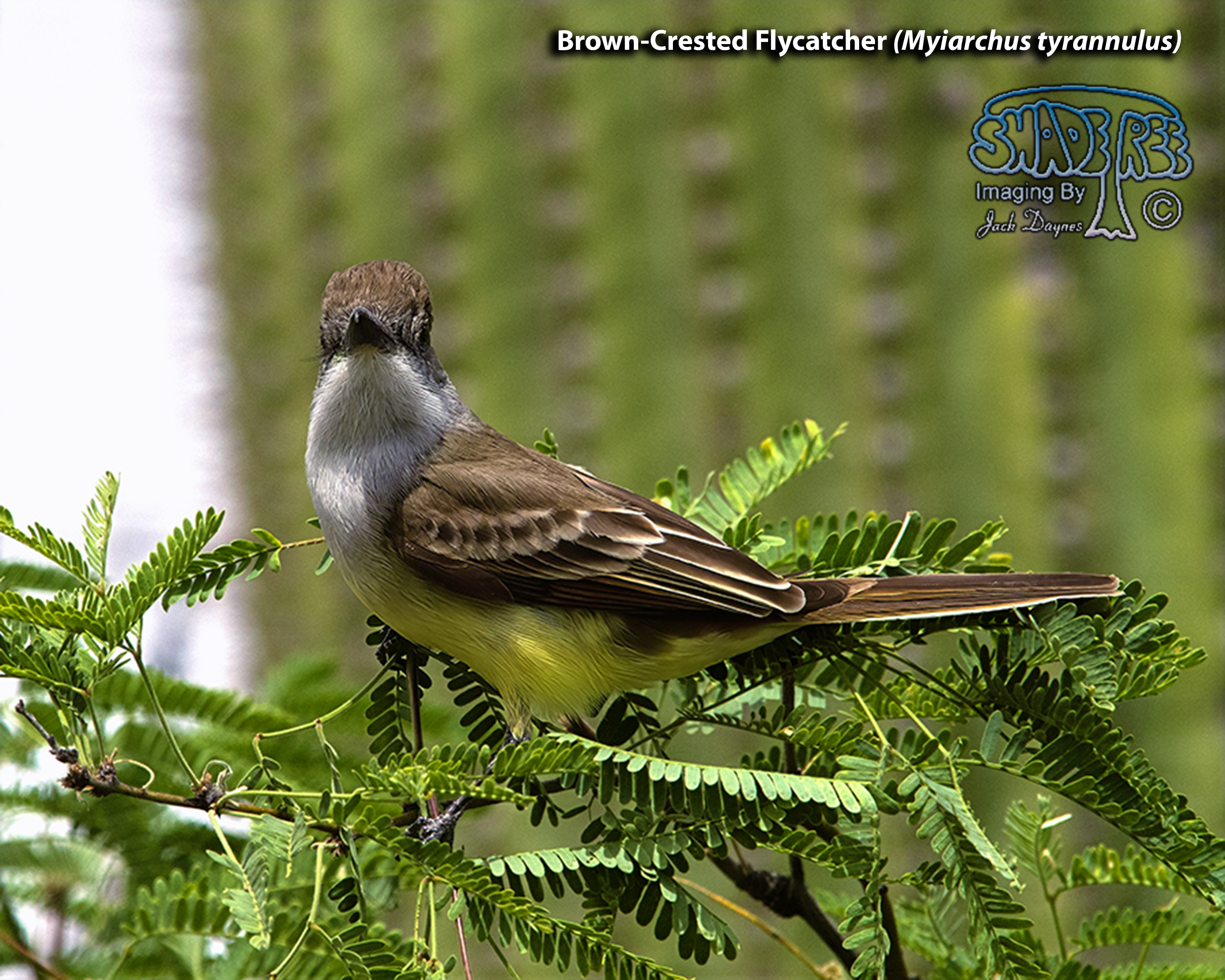 Brown-Crested Flycatcher - Myiarchus tyrannulus