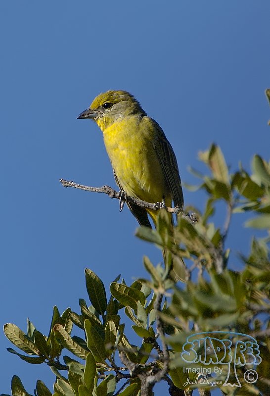 Hepatic Tanager - Piranga flava