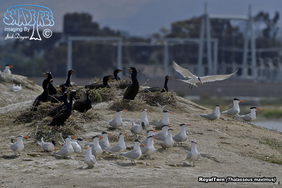 Royal Tern - Thalasseus maximus