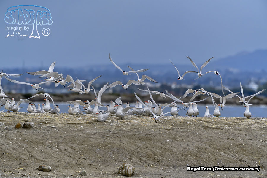 Royal Tern - Thalasseus maximus