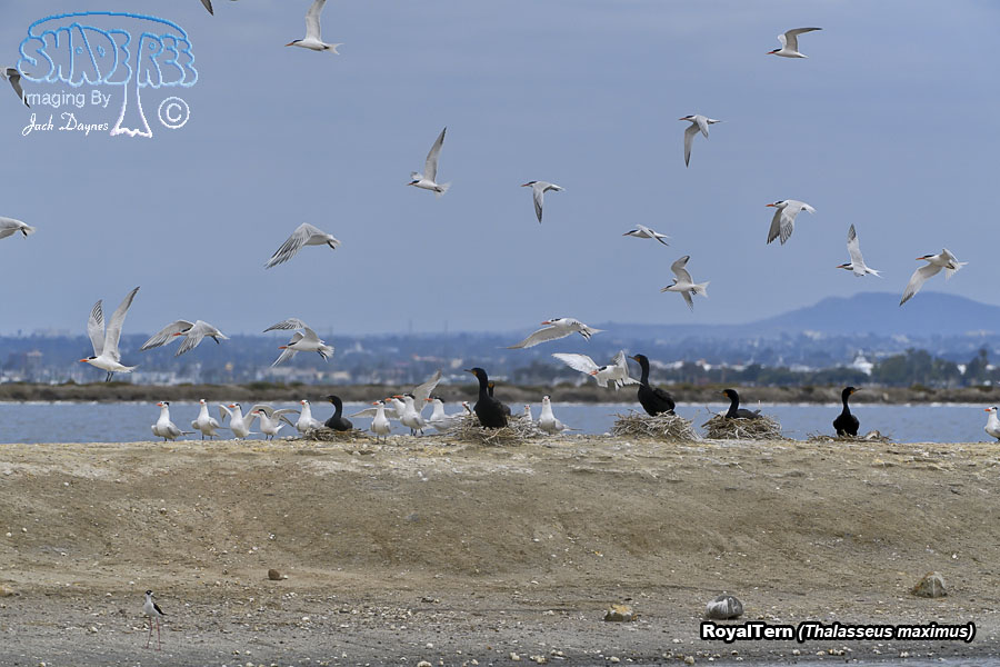 Royal Tern - Thalasseus maximus