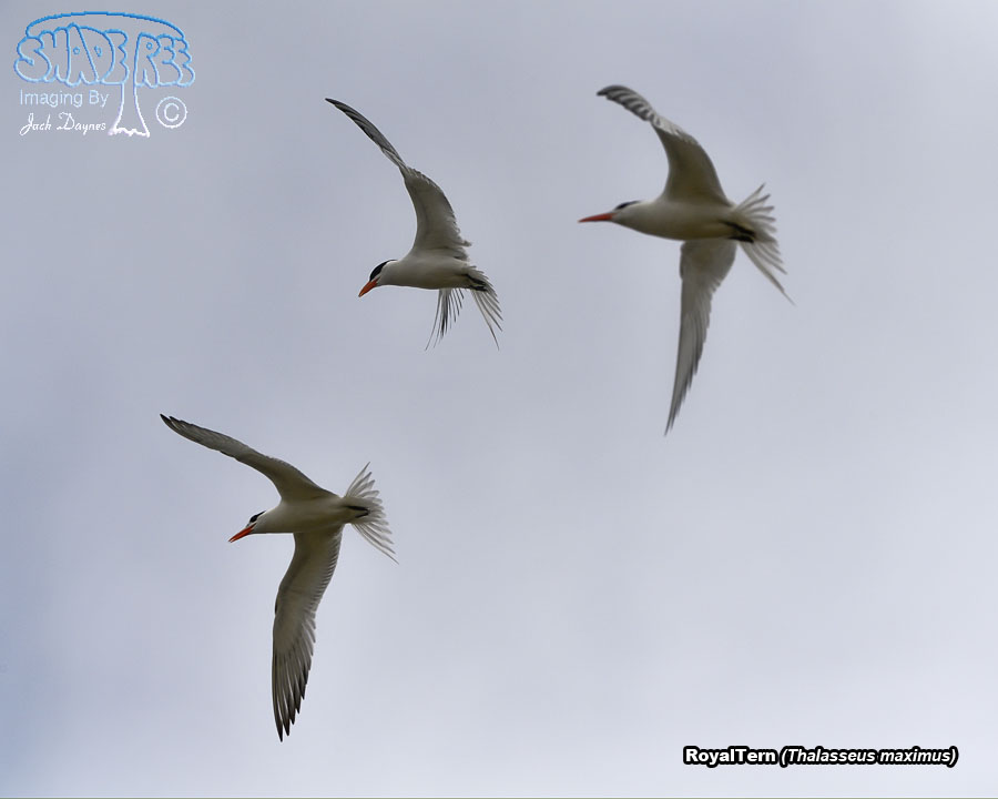 Royal Tern - Thalasseus maximus
