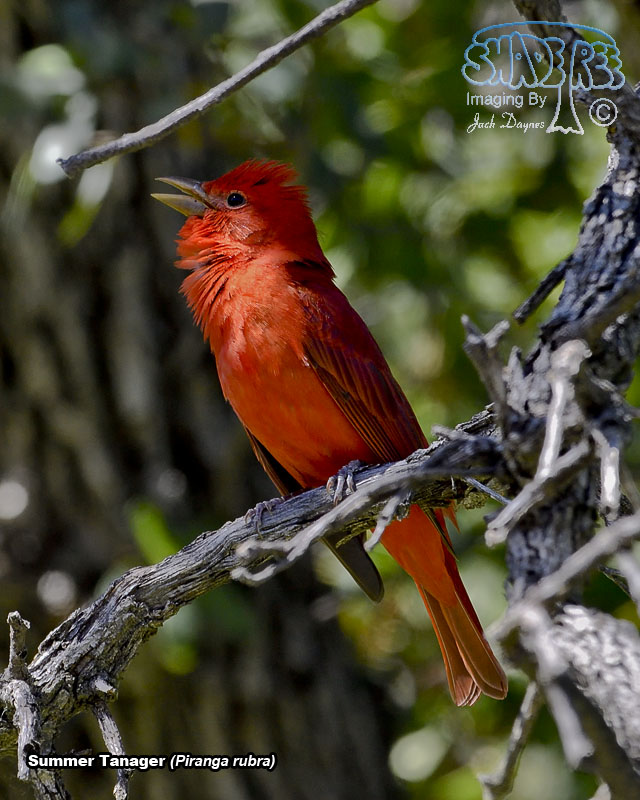 Summer Tanager - Piranga rubra