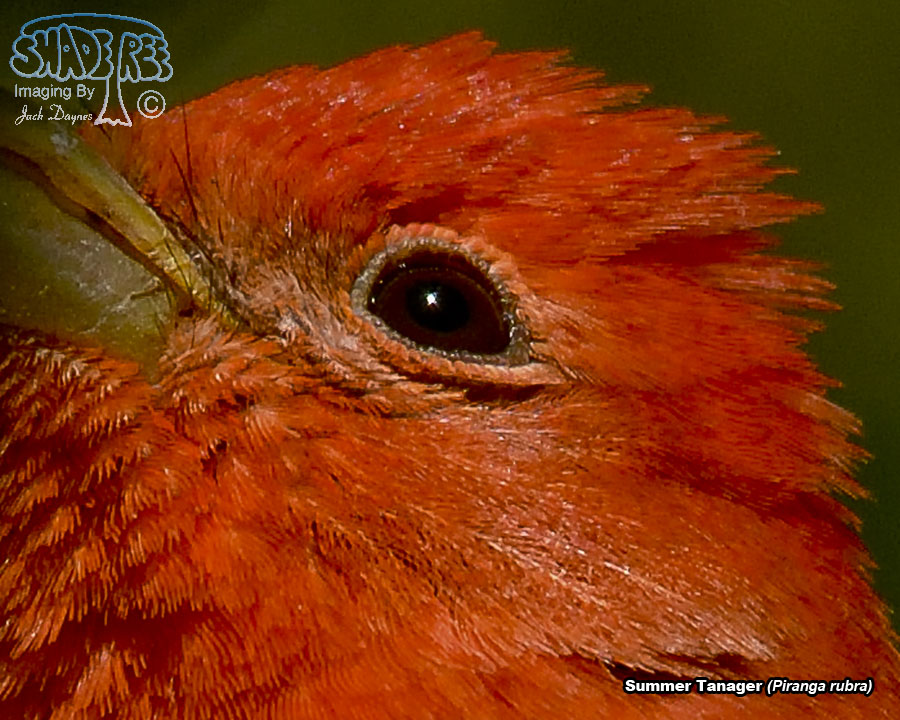Summer Tanager - Piranga rubra