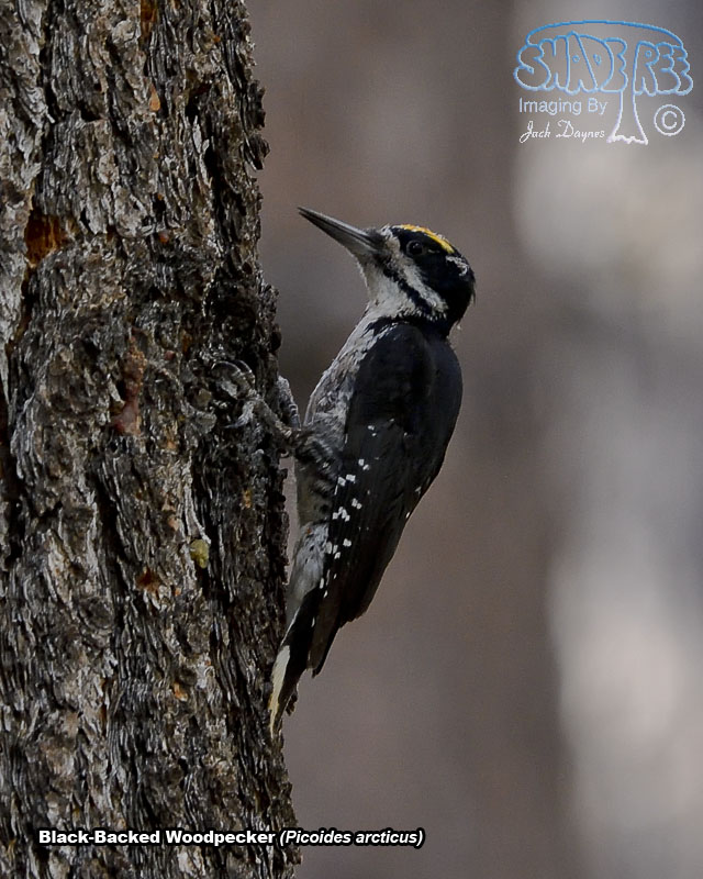 Black-Backed Woodpecker - Picoides arcticus