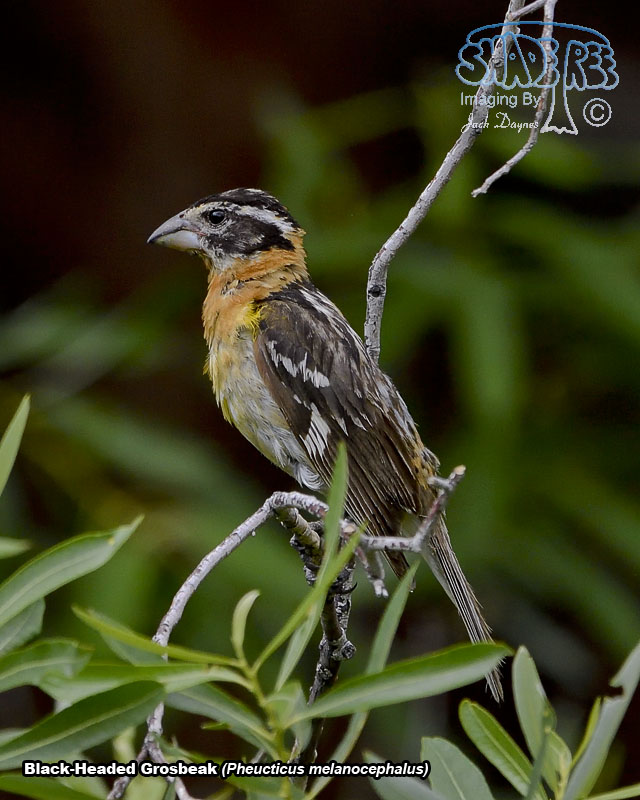 Black-Headed Grosbeak - Pheucticus melanocephalus