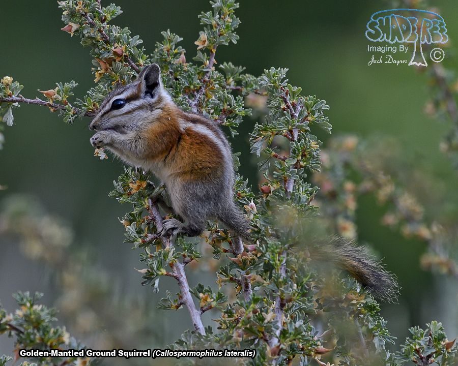 Golden-Mantled Ground Squirrel - Callospermophilus lateralis