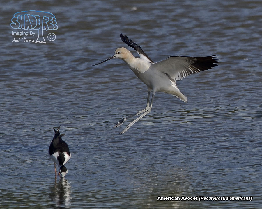 American Avocet - Recurvirostra americana
