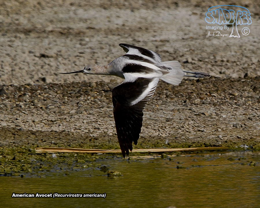 American Avocet - Recurvirostra americana