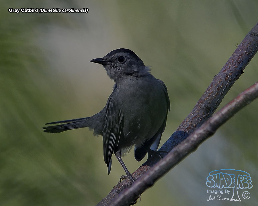Gray Catbird - Dumetella carolinensis