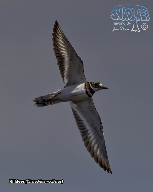 Killdeer - Charadrius vociferus
