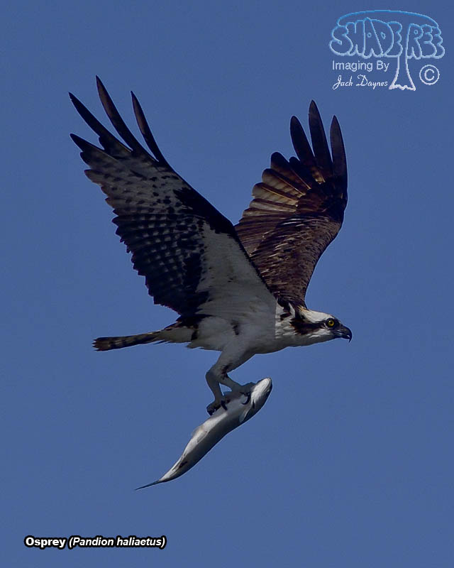 Osprey - Pandion haliaetus