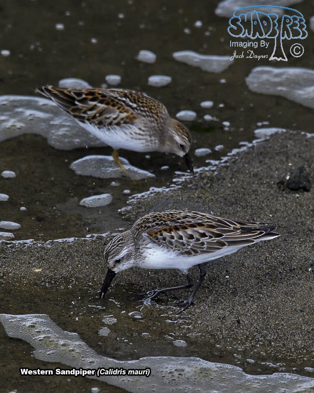 Western Sandpiper - Calidris mauri