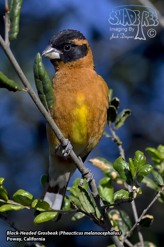 Black-Headed Grosbeak - Pheucticus melanocephalus