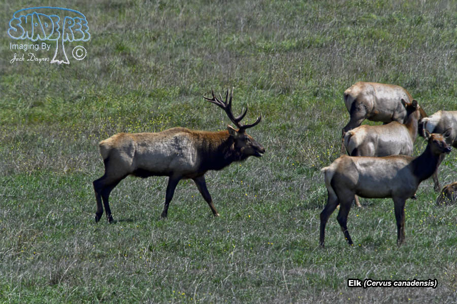 Elk - Cervus canadensis