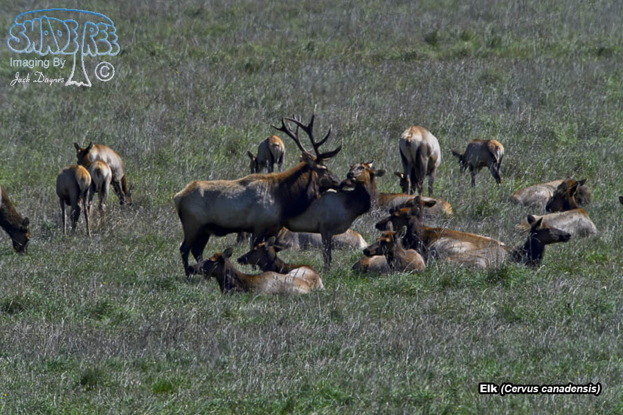 Elk - Cervus canadensis
