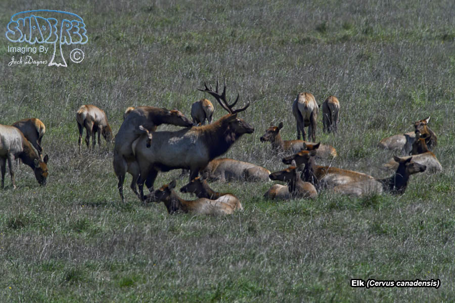 Elk - Cervus canadensis