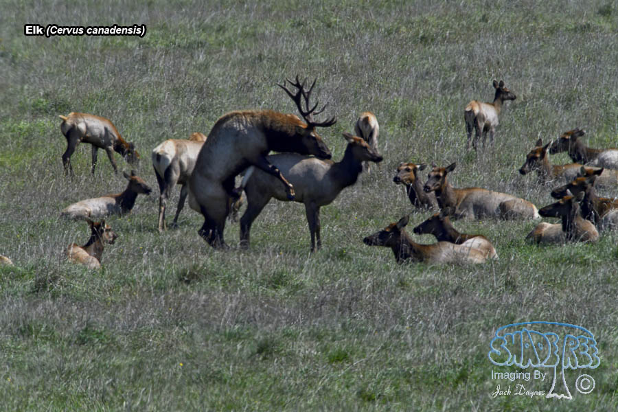 Elk - Cervus canadensis