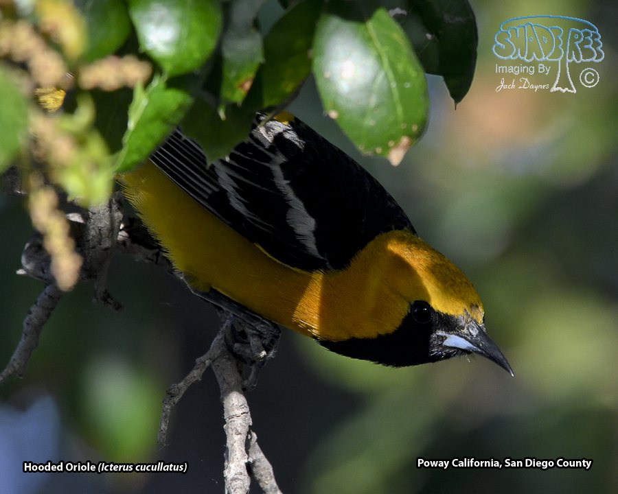 Hooded Oriole - Icterus cucullatus