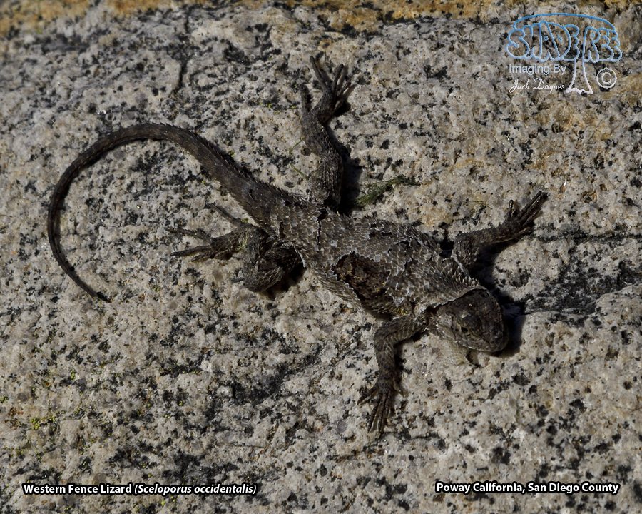 Western Fence Lizard - Sceloporus occidentalis