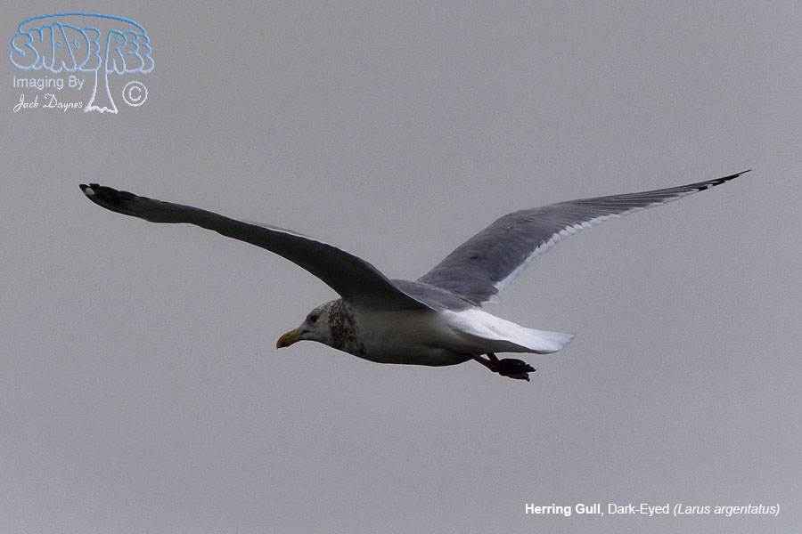 Herring Gull - Larus argentatus