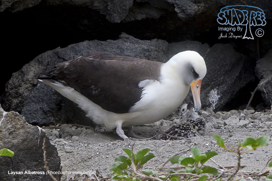 Laysan Albatross - Phoebastria immutabilis