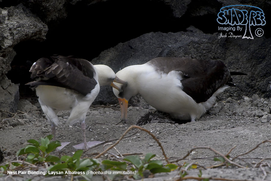 Laysan Albatross - Phoebastria immutabilis