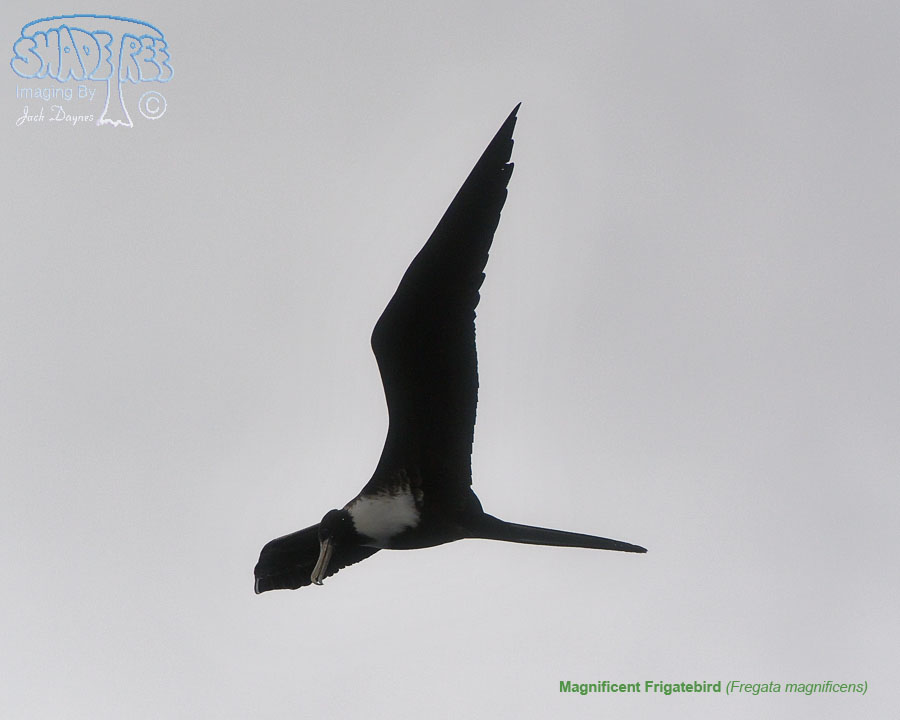 Magnificent Frigatebird - Fregata magnificens